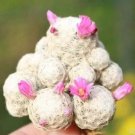 20 Seeds Ball Cactus  - Pink Flowers