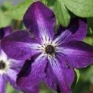 50 Seeds Clematis Bulbs, Clematis Mix, Clematis hybridas Climbing Plants