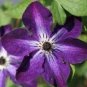 50 Seeds Clematis Bulbs, Clematis Mix, Clematis hybridas Climbing Plants