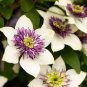 50 Seeds Clematis Bulbs, Clematis Mix, Clematis hybridas Climbing Plants
