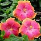 100 Seeds Hibiscus Rosa-sinensis Perennial Flower Plant