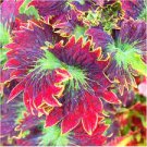 100 Seeds Bonsai Colorful Coleus Foliage Plants Rainbow Leaf Plant Dragon