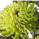 200 seeds Chrysanthemum