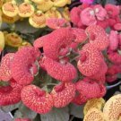 10 seeds Begonia Flower (Begonia semperflorens)