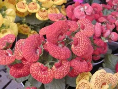 10 seeds Begonia Flower (Begonia semperflorens)