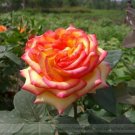 50 seeds 'Mu Na' Golden Red Rose Shrub Flower