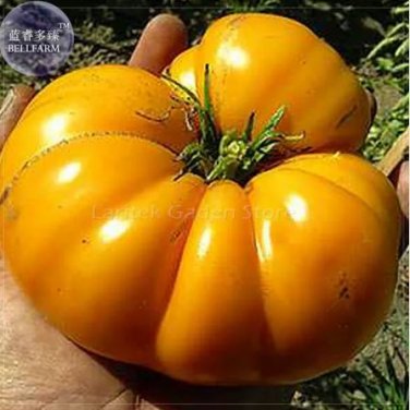 100 seeds Brandywine Yellow Big Zac Tomato
