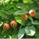 100 seeds Showy Medlar Mespilus Germanica