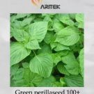 100 seeds Heirloom Green Perilla