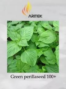 100 seeds Heirloom Green Perilla