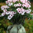 2 seeds Heirloom Pink Desert Rose Adenium with Yellow Eye