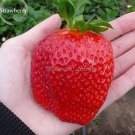 100 seeds Rare Fragaria Ananassa Huge Strawberry Fruits