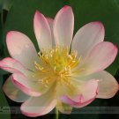 1 seeds Heirloom Large Yellow Pink Nelumbo Nucifera Lotus 'Rising Sun' Flower