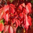 20 seeds Parthenocissus Quinquefolia Virginia Creeper