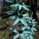 1 seeds Ixia Viridiflora