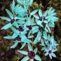 1 seeds Ixia Viridiflora