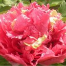 5 seeds Heirloom 'Ni Hong Huan Cai' Red Golden Rare Peony Plant Flower