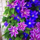 100 seeds Rare Mix Beautiful Clematis Bonsai Flower