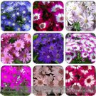 50 seeds Mixed 9 Colors Florist's Cineraria
