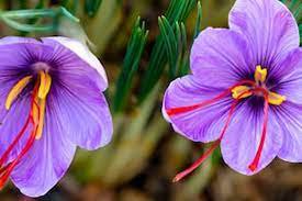 50 seeds Saffron Crocus