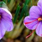 50 seeds Saffron Crocus