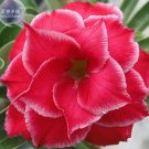 2 seeds Fresh Red Adenium Obesum Desert Rose