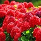 50 seeds Hydrangea Bonsai Paniculata 'Vanilla Fraise' Hydrangea Bonsai Flower