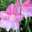 50 seeds Exotic Amaryllis Seeds Barbados Lily Potted