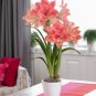 50 seeds Exotic Amaryllis Seeds Barbados Lily Potted
