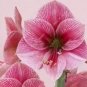 50 seeds Exotic Amaryllis Seeds Barbados Lily Potted