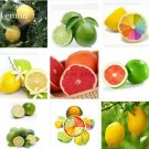 20 seeds Rare Heirloom Mixed 9 Types of Lemon Tree