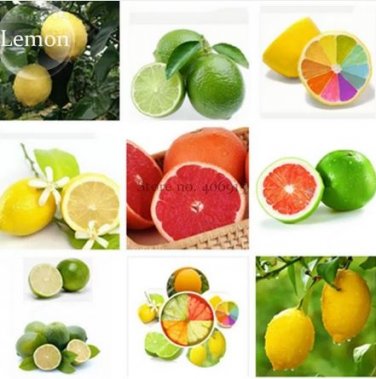20 seeds Rare Heirloom Mixed 9 Types of Lemon Tree
