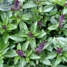 20 seeds Heirloom Cinnamon Basil