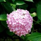 20 seeds Chinese Colors Hydrangea Real Perennial Flower