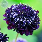 20 seeds Scabiosa Atropurpurea Black Knight Kings
