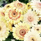 200 seeds Daisy Light Yellow Perennial Flower
