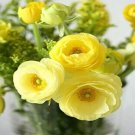 100 seeds Rare Ranunculus Asiaticus