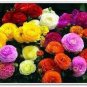 100 seeds Rare Ranunculus Asiaticus