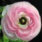 100 seeds Rare Ranunculus Asiaticus