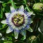 30 seeds Passiflora actinia Flower