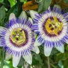 30 seeds Passiflora actinia Flower