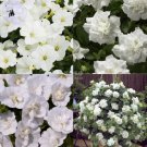 200 seeds Mixed 4 Types of White Petunia Bonsai Flowers