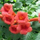100 seeds Trumpet Creeper