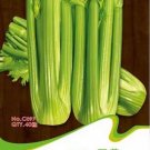 40 seeds Tall Utah Celery Apium Graveolens Vegetable