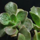 100 seeds Aeonium smithii Succulent Plant Seeds Smith’s Giant Houseleek