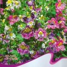 30 seeds Schizanthus Pinnatus Salpiglossia Sinuata Poor Man's Orchid