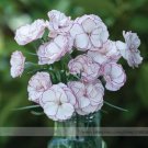 50 seeds Rare Hardy Perennial Dianthus 'Crimson Rim' Carnation Flower
