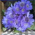 20 seeds Rare Blue Chrysanthemum Mosquito Repelling Flower