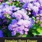 20 seeds Rare Blue Chrysanthemum Mosquito Repelling Flower