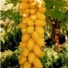 20 seeds Dwarf_Sweet Papaya
